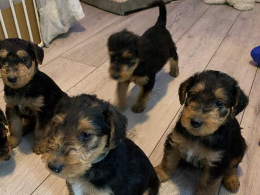 8 Airedale terrier puppies now